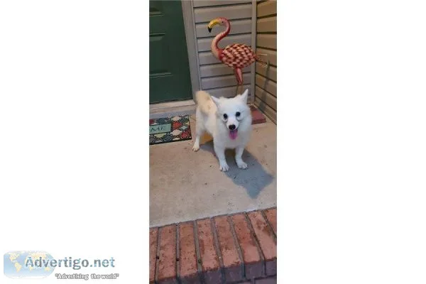 American Eskimo-Rosie-Female