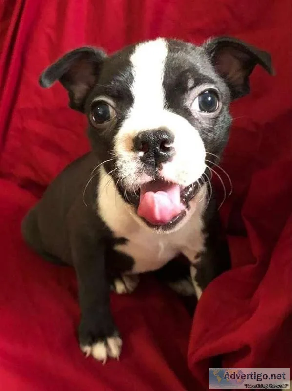 Boston Terrier Puppy