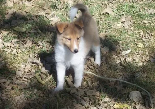 AKC registered shetland sheepdog Puppies.