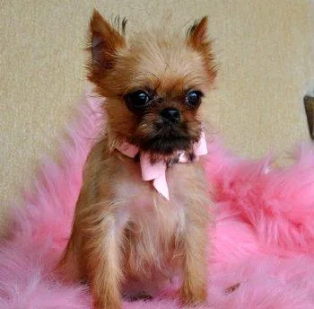 Home Raised Brussels Griffon puppies.