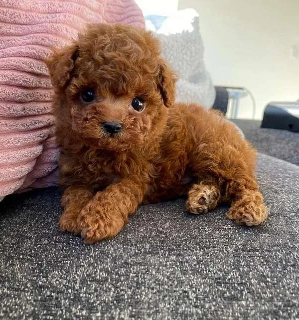 Poodle for Rehoming