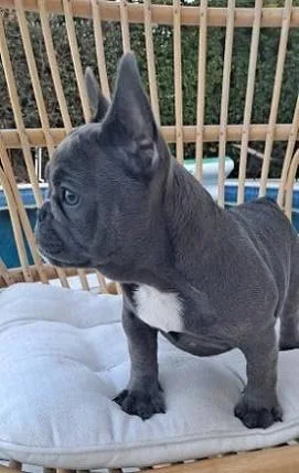 Beautiful Frenchies looking for home