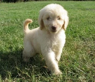 Healthy F1 Goldendoodle puppies for sale