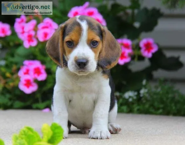 Male and female Beagle puppies available.