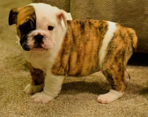AKC Miniature English Bulldog puppies available