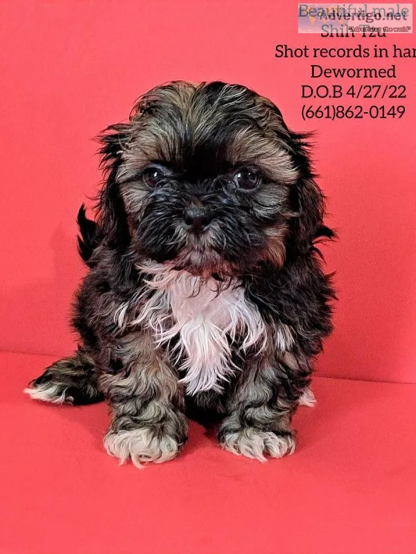 Shih Tzu puppy for sale shih tzu puppy for adoption shih tzu pup