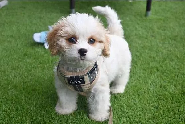 Cavapoo Puppies
