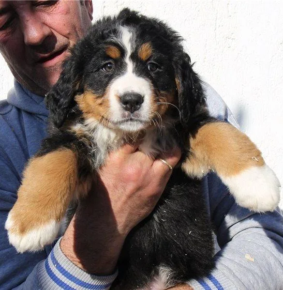 Bernese Mountain Dog Puppies available