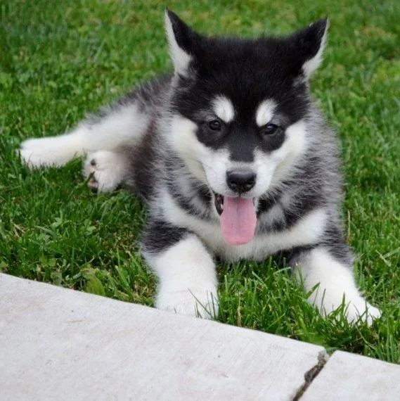 Well Socialized Alaskan malamute puppies