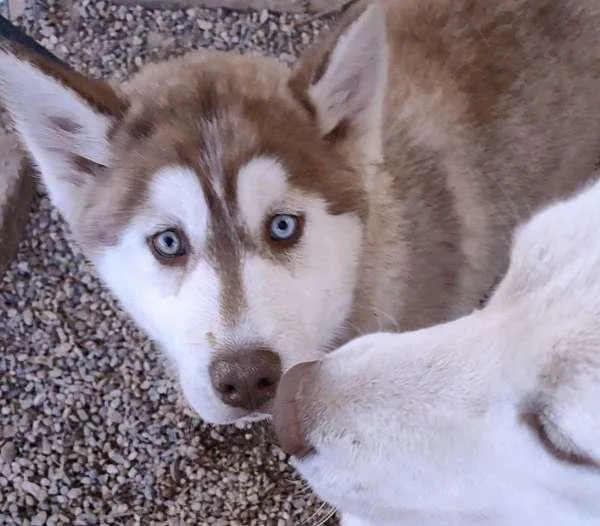 Siberian Husky Puppies Purebred