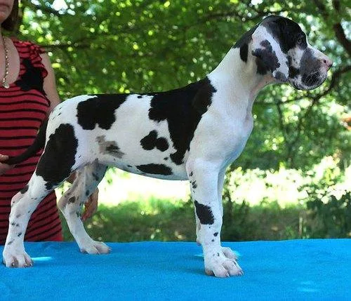 House Raised Harlequin Great Dane Puppies.