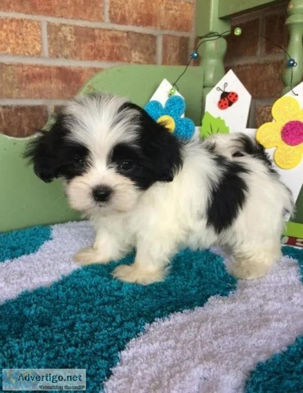 Potty Trained Mal Shi puppies.