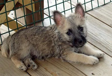 Beautiful Cairn Terrier Puppies.