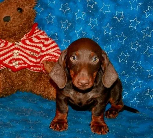 Sweet Dachshund Puppies.