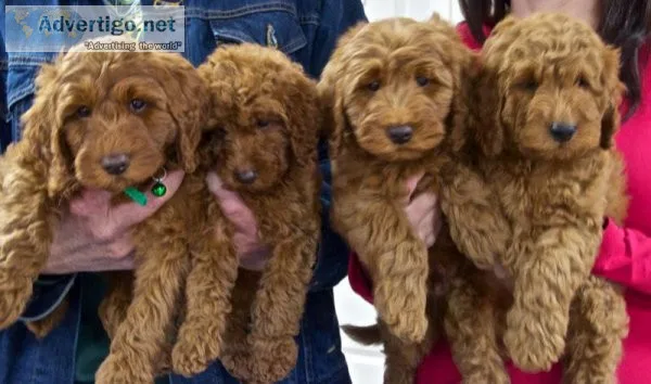 4 generation Labradoodle Puppies