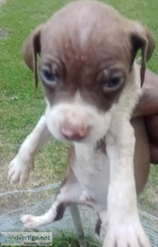 Redboyjocko Bolyes Bolio pups 6wks