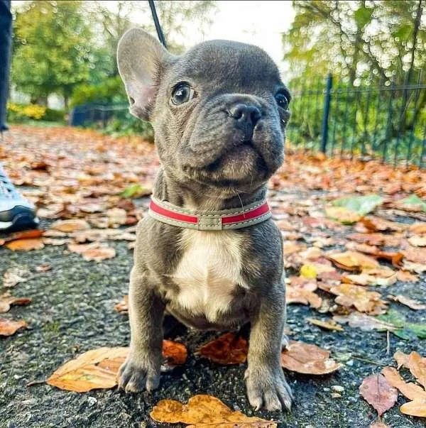 Adorable French Bulldog Puppies