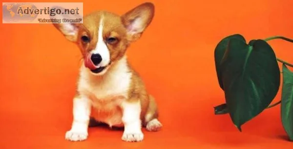 4 Things You Must Be Missing Out While Choosing The Perfect Dog 