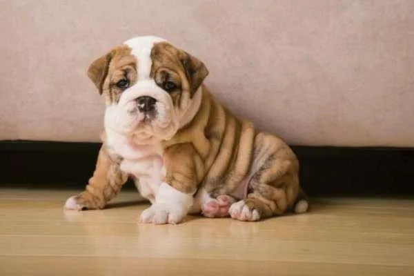 Healthy English Bulldog Puppies Near Me for Adoption Now.