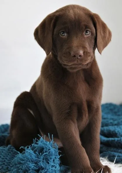 Adorable Labrador Retriever Puppies.