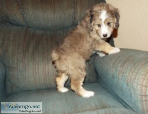 Beautiful Aussie Doodle puppies