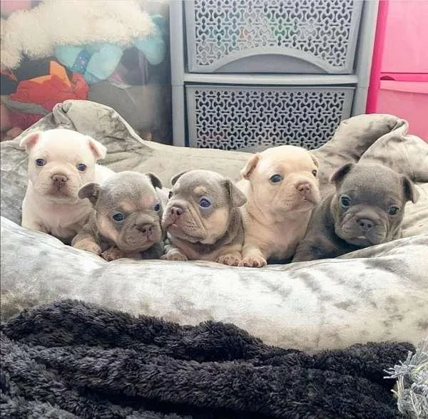 French Bulldog Babies
