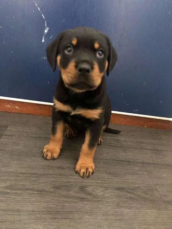 Stunning Rottweiler Puppy for Sale
