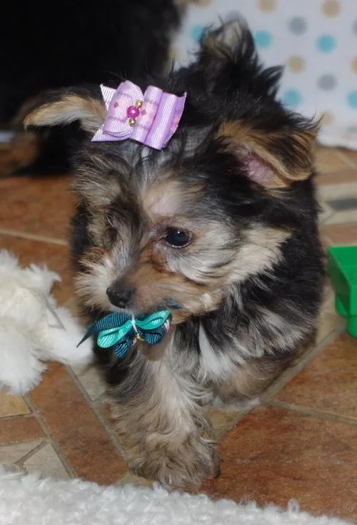 Gorgeous Mokie Puppies