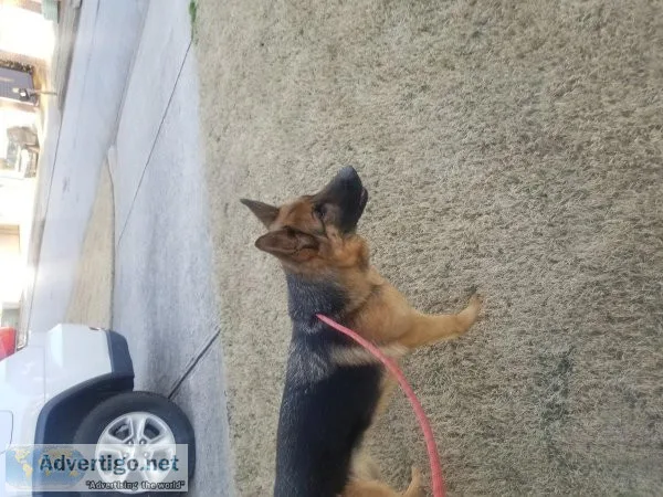 German shepherd