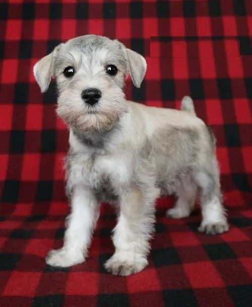 Gorgeous Miniature Schnauzer Puppies