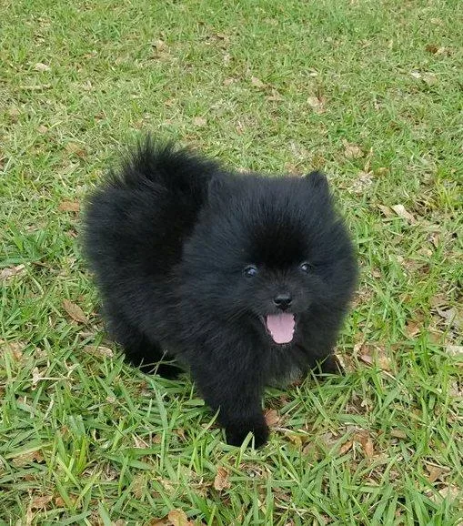 AKC Registered Pomeranian Puppies For Sale