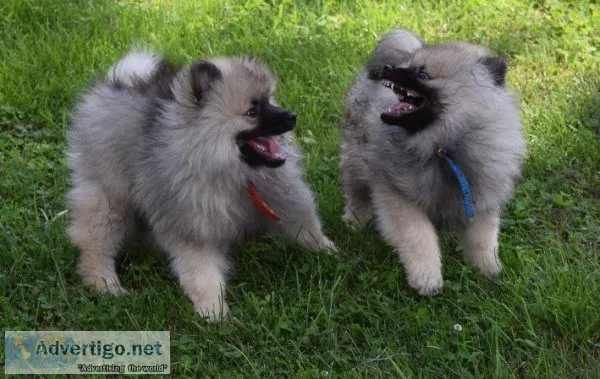 Gorgeous Keeshond puppies For Sale.
