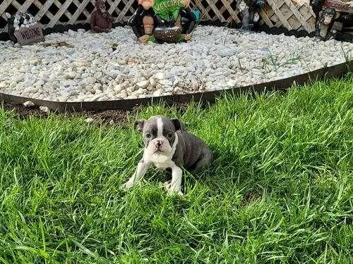 Boston Terrier Puppies to Go