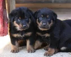 CKC registered Beauceron Puppies