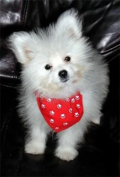 Healthy Maltipom Puppies For Sale.