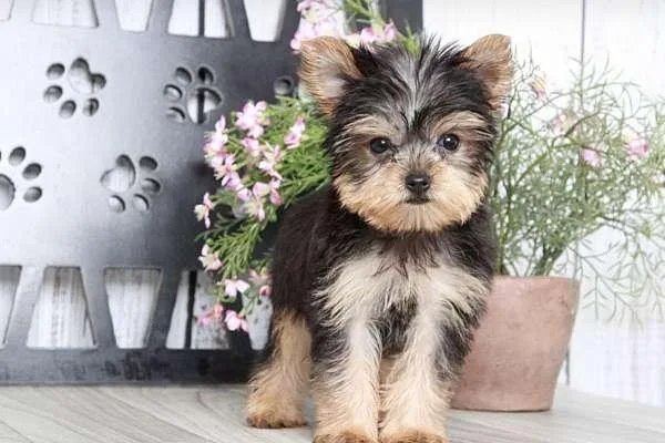 Barley Male Yorkie