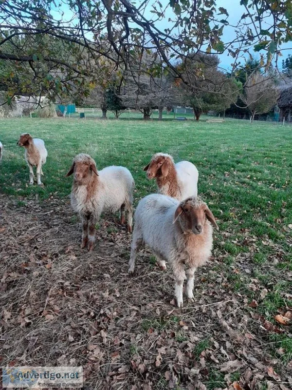 Fat tail Awassi sheep now available for sale