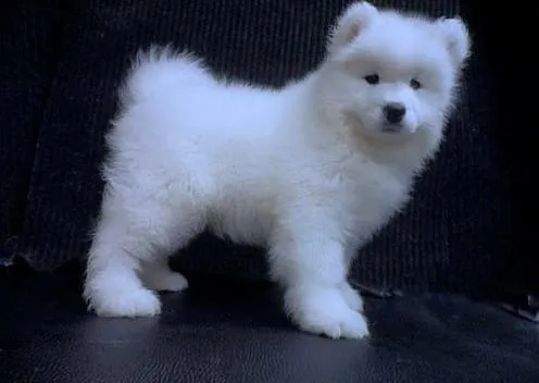 Home Raised Samoyed puppies for sale.