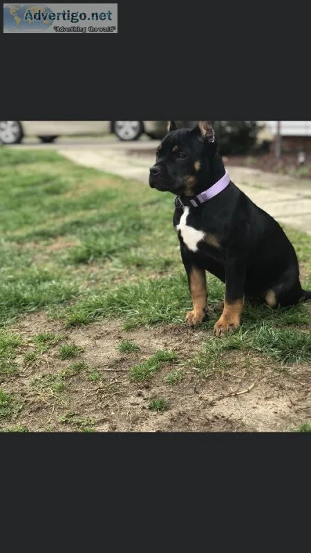 ABKC Female Black Tri Bully Pup GORGEOUS
