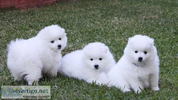 Cutest Japanese Spitz puppies available