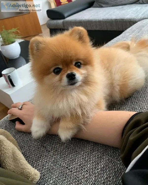Adorable Pomeranian Puppies