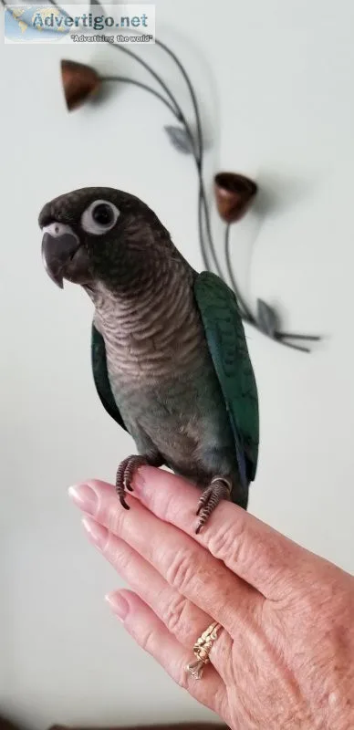 Turquoise Green Cheeks for Sale in So FL