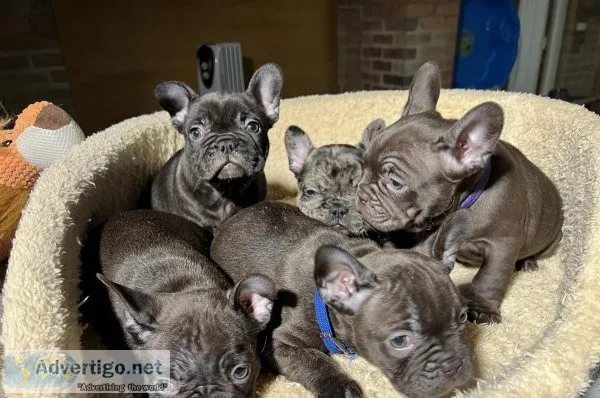 Blue French bulldog puppies
