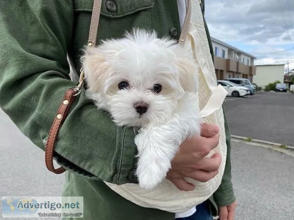 Cute Maltese Puppies for Re-Homing
