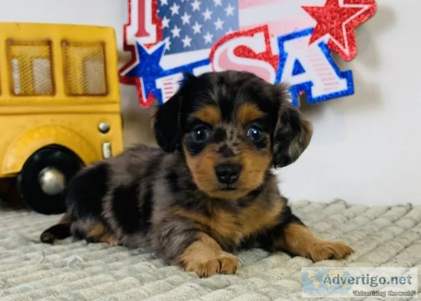 Cassie mini Dachshound