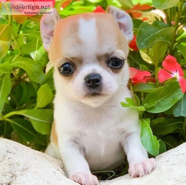 Female Chihuahua Puppy for Home