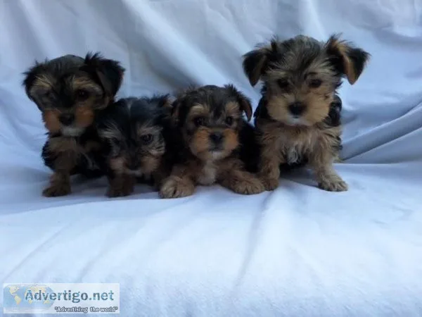 Yorkie Puppies