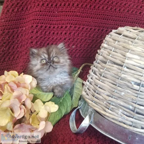 Persian kittens