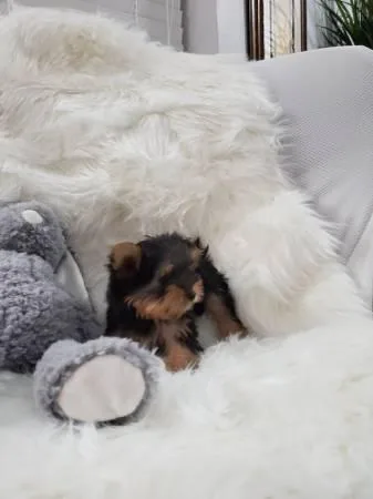 EACUP YORKIE PUPPIES