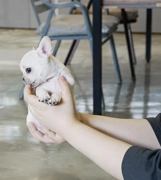 extreme French bulldog pups for sale